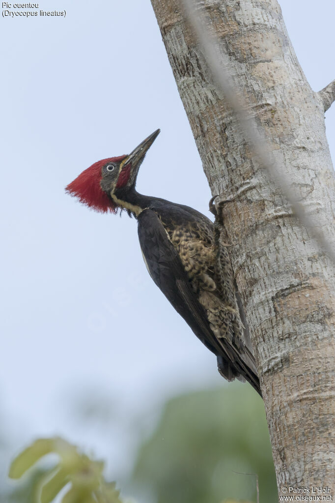 Lineated Woodpecker