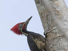 Lineated Woodpecker