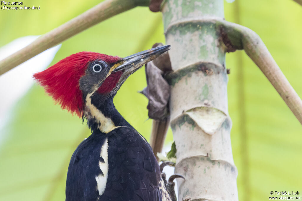 Lineated Woodpecker