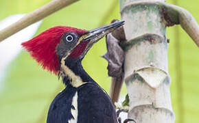 Lineated Woodpecker