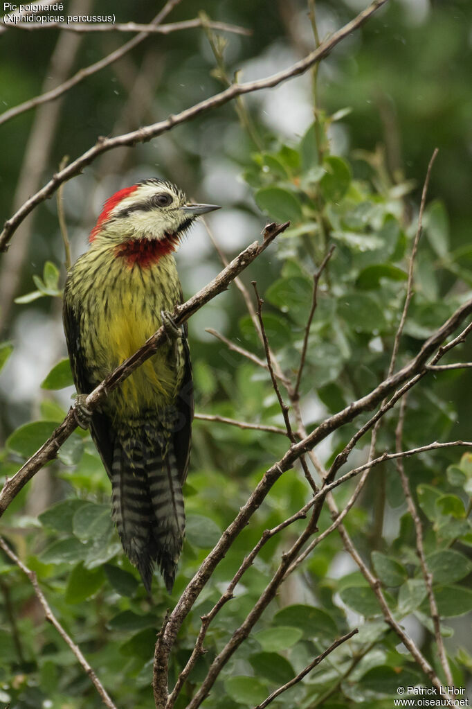 Cuban Green Woodpecker