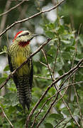 Cuban Green Woodpecker