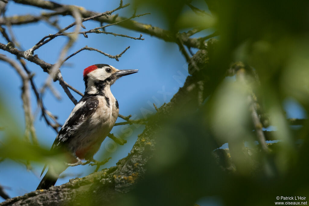 Syrian Woodpecker male adult breeding