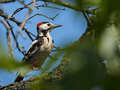 Syrian Woodpecker