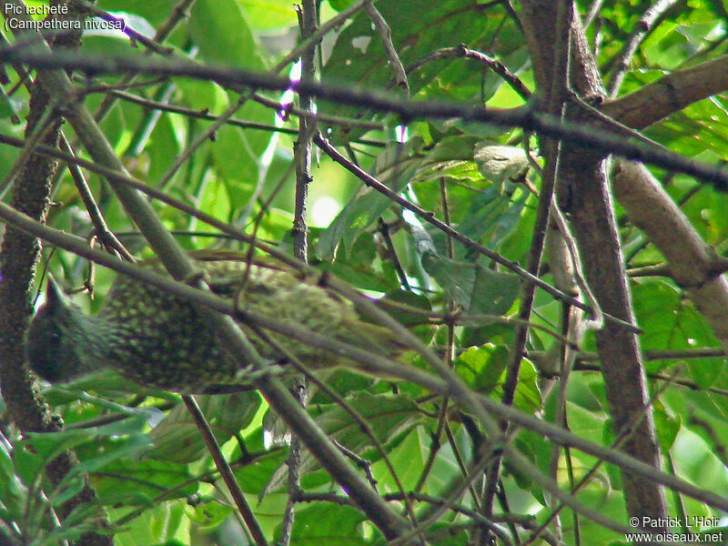 Buff-spotted Woodpecker