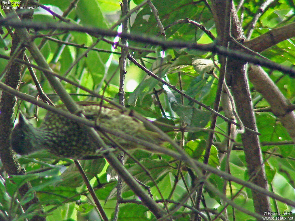 Buff-spotted Woodpecker