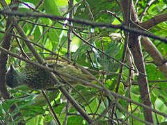 Buff-spotted Woodpecker