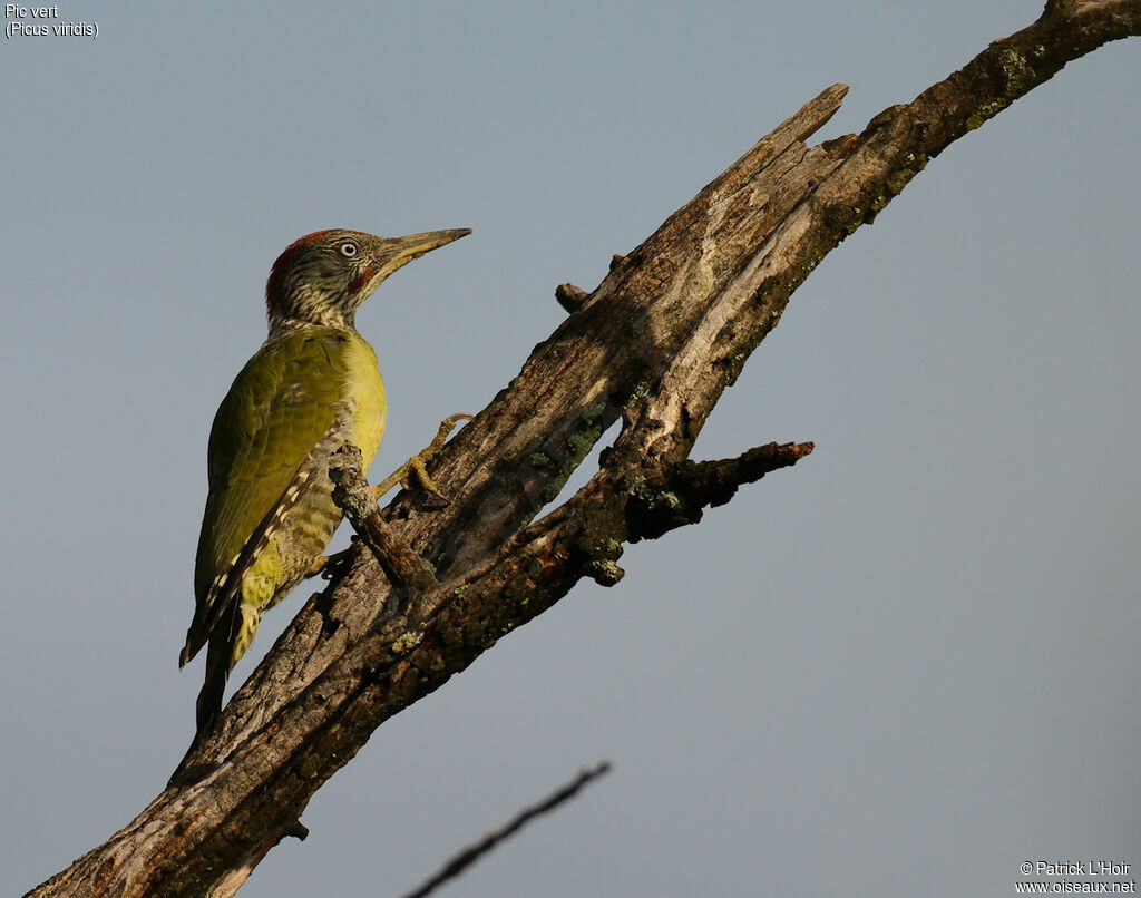 European Green Woodpeckerjuvenile