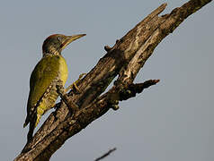 European Green Woodpecker