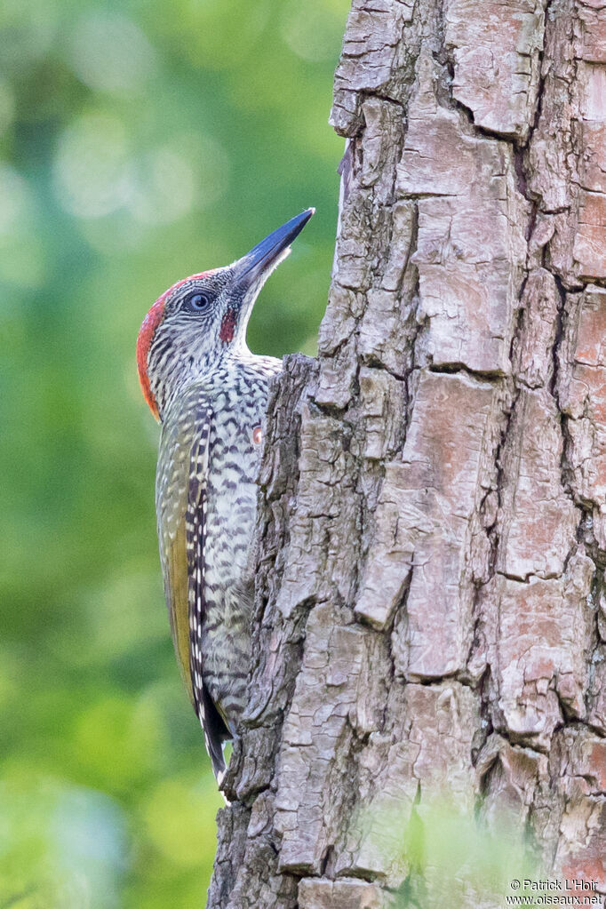 European Green Woodpeckerjuvenile