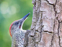 European Green Woodpecker