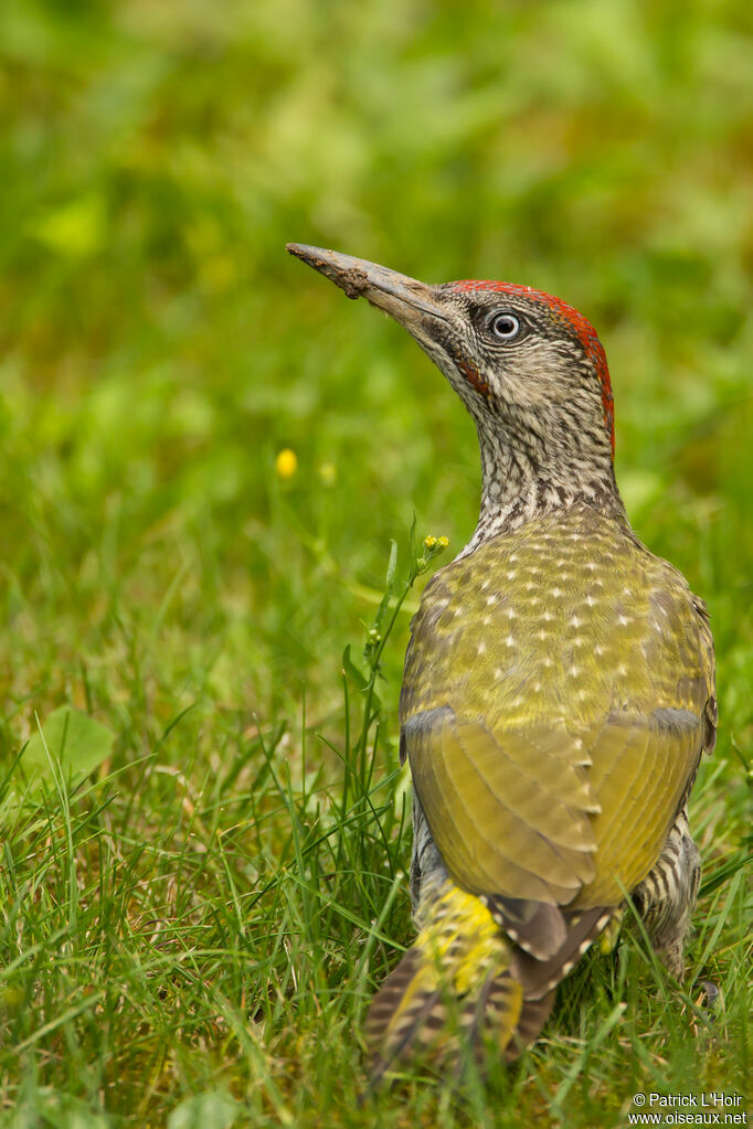 European Green Woodpecker male immature