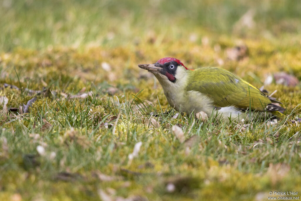 European Green Woodpecker male adult