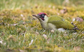 European Green Woodpecker