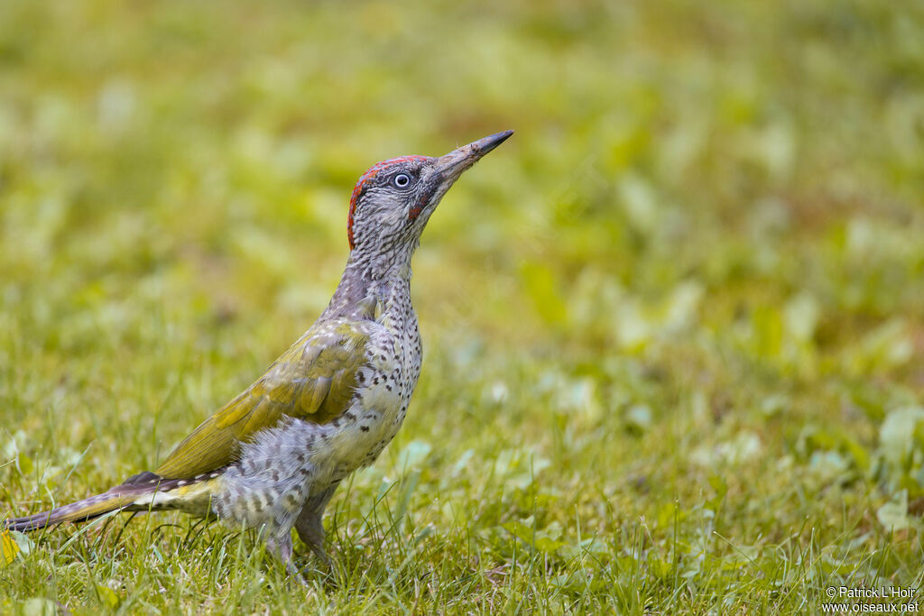 European Green Woodpecker male immature