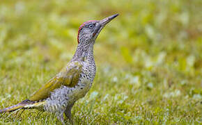 European Green Woodpecker