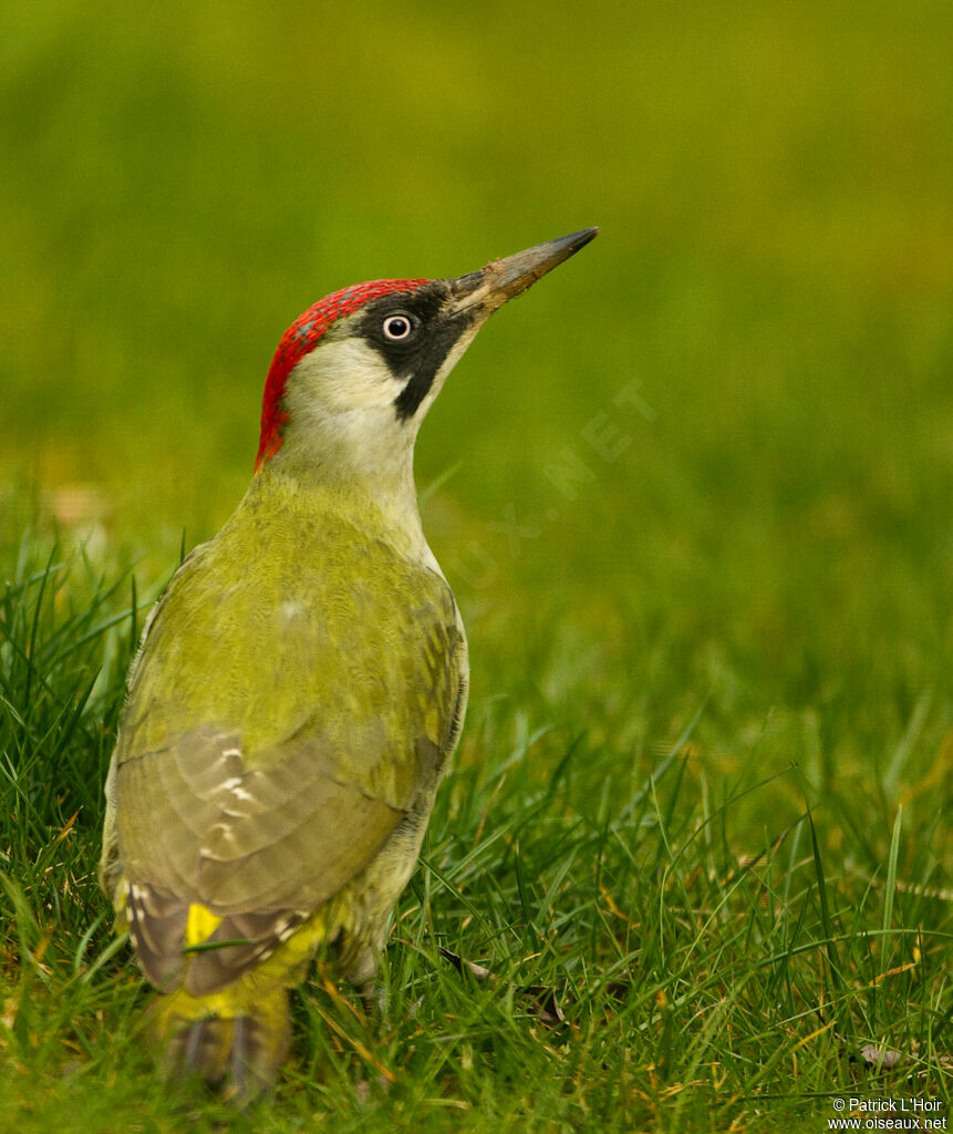 European Green Woodpecker female adult