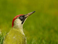 European Green Woodpecker