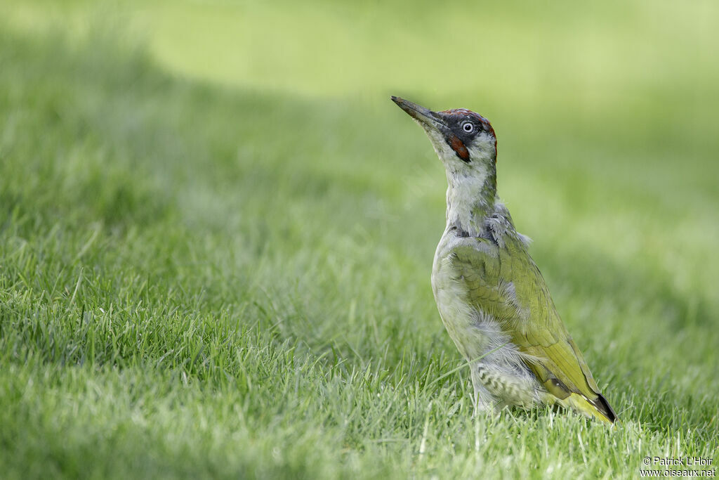 European Green Woodpecker male adult