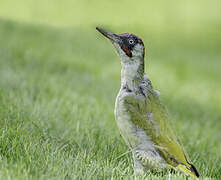 European Green Woodpecker