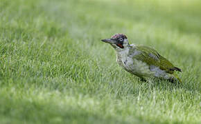 European Green Woodpecker