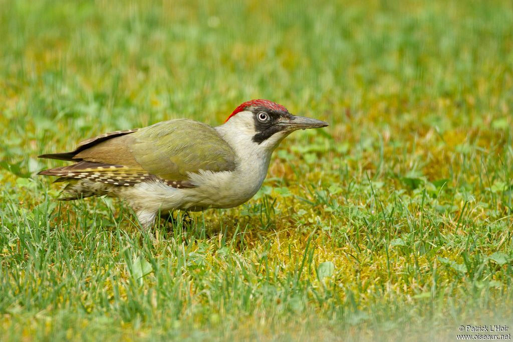 European Green Woodpecker female adult