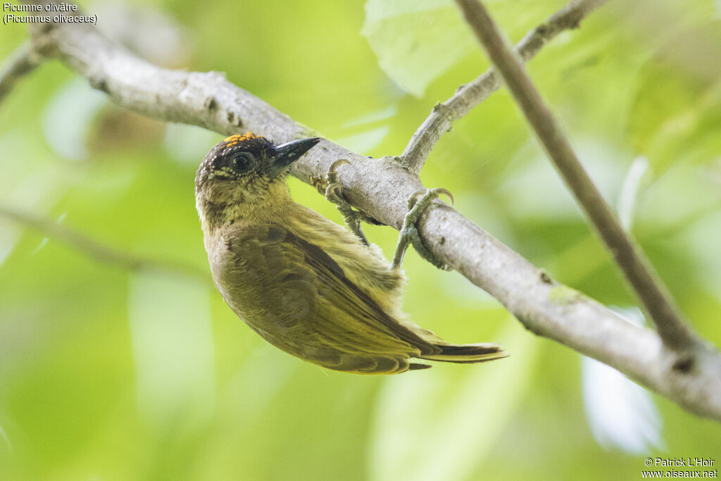 Olivaceous Piculet