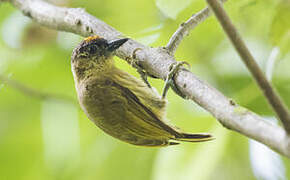 Olivaceous Piculet