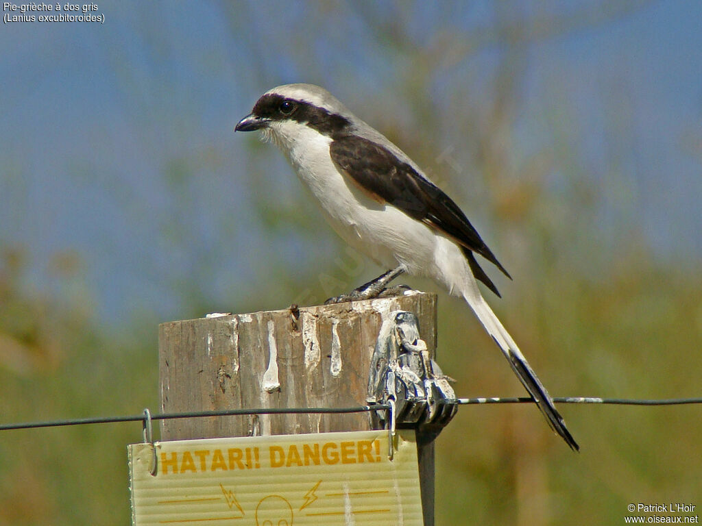 Grey-backed Fiscal