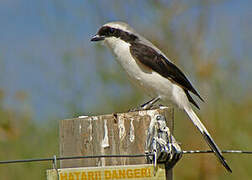 Grey-backed Fiscal