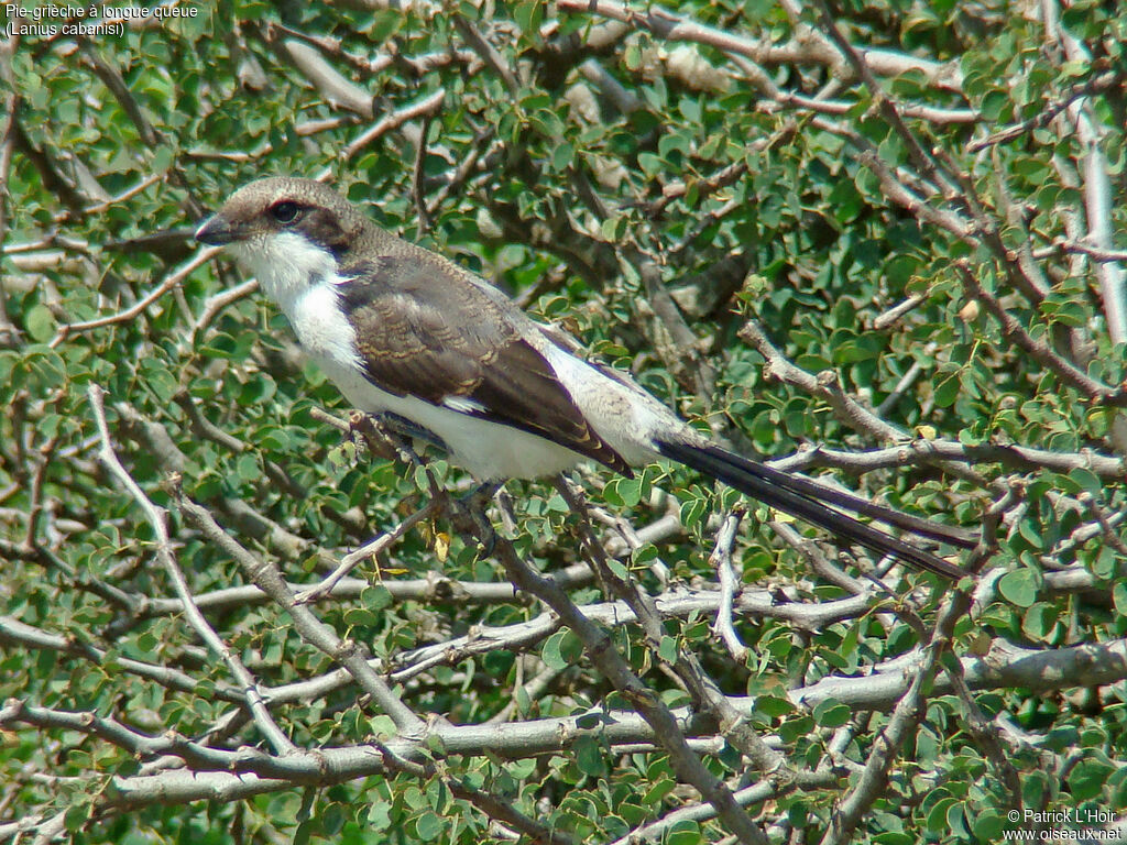 Long-tailed Fiscal