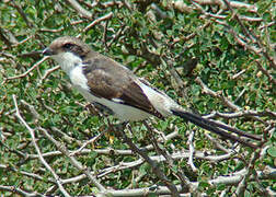 Long-tailed Fiscal