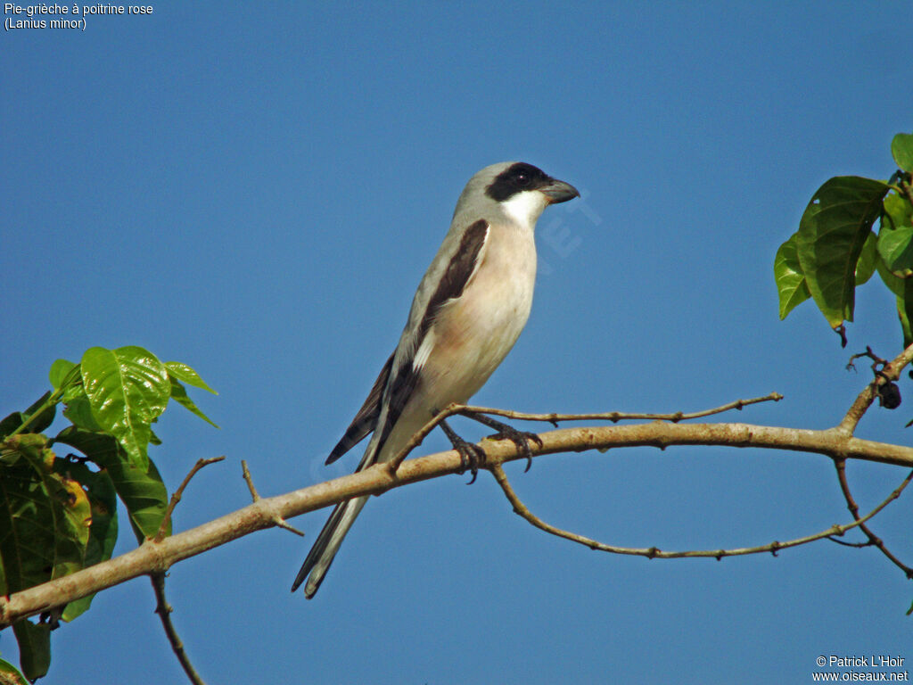 Lesser Grey Shrike