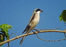 Lesser Grey Shrike