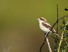 Woodchat Shrike