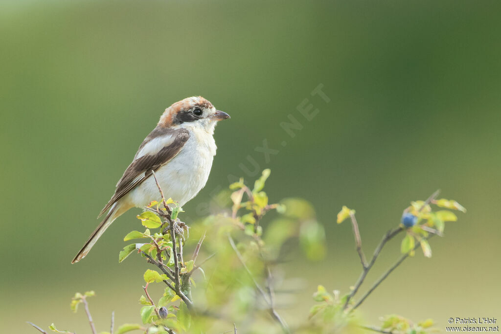 Woodchat Shrike