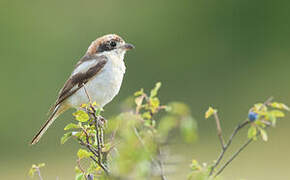 Woodchat Shrike