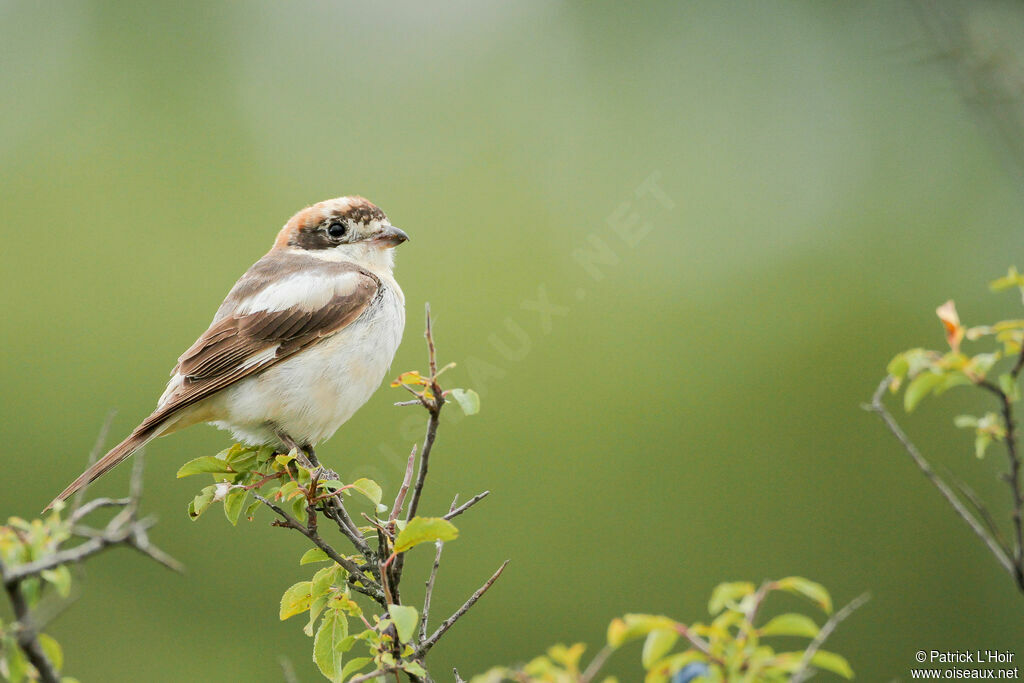 Woodchat Shrike