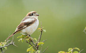 Woodchat Shrike