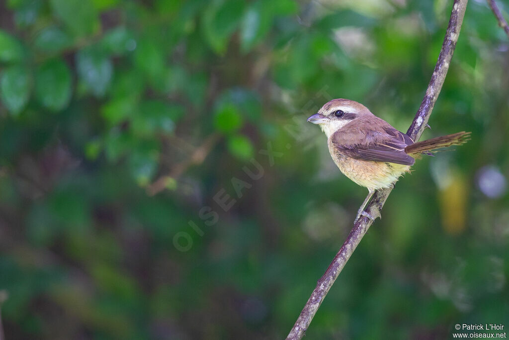 Brown Shrikeadult