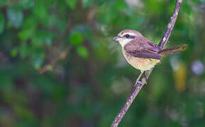 Brown Shrike