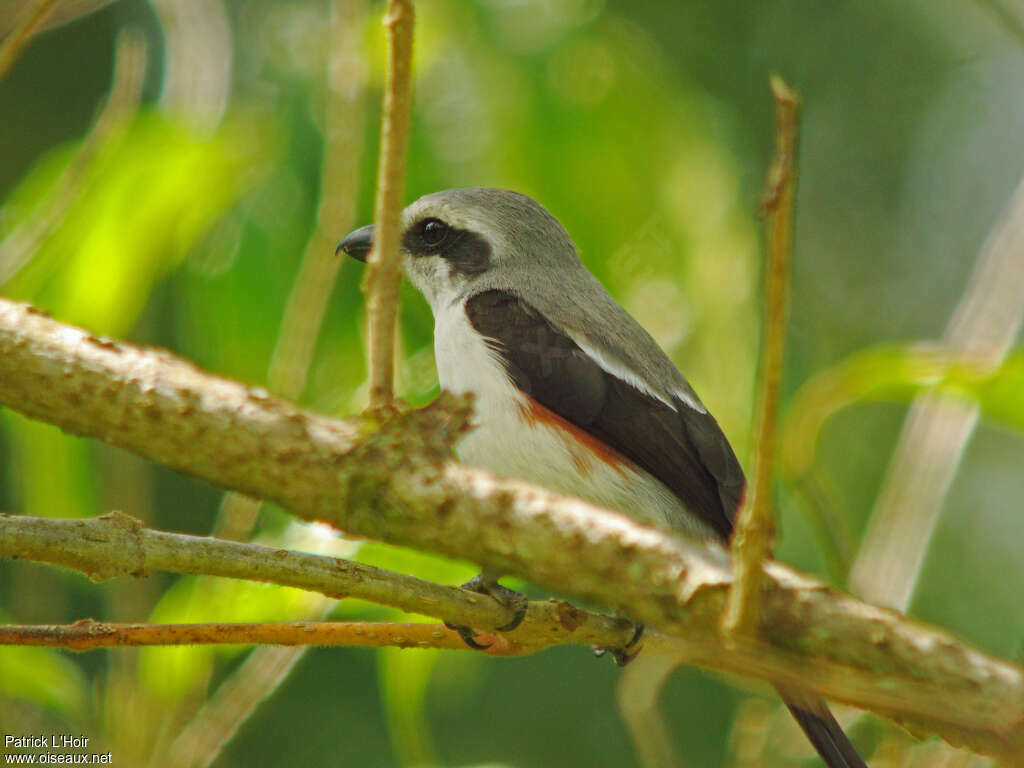 Pie-grièche de Mackinnon femelle adulte, identification