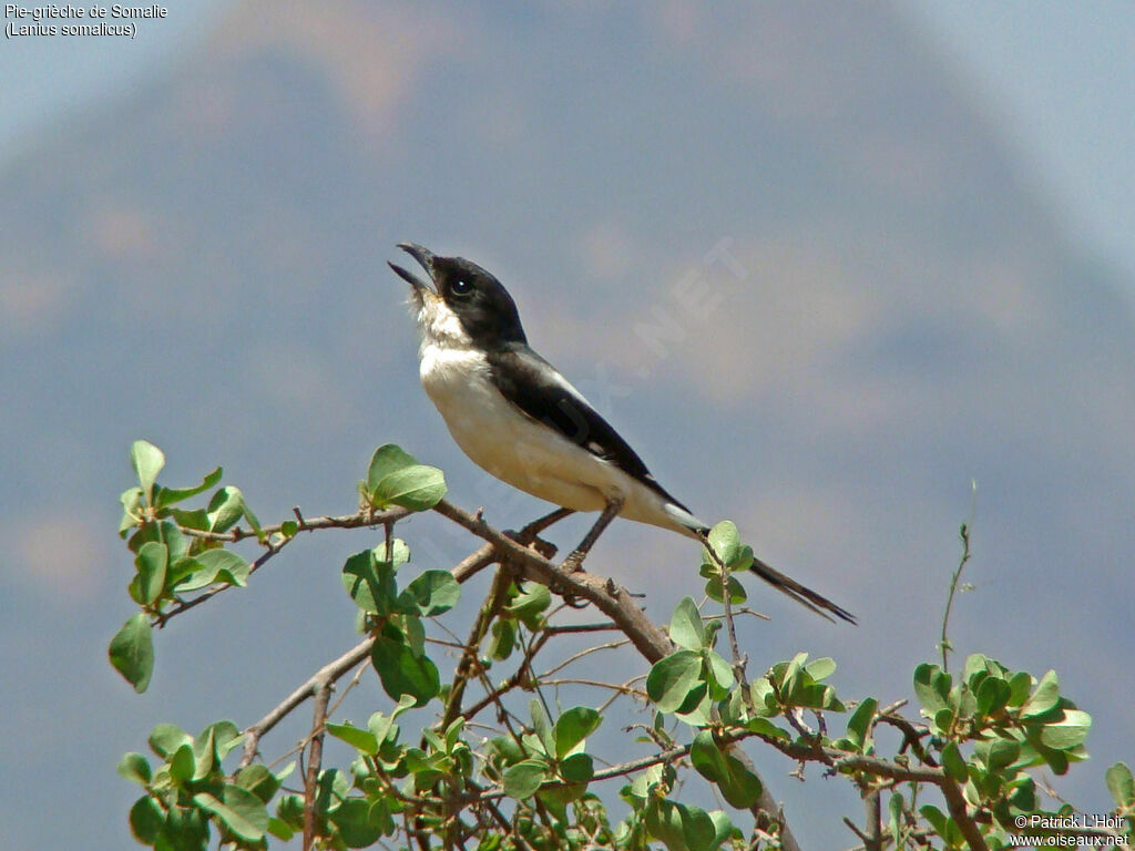 Pie-grièche de Somalie