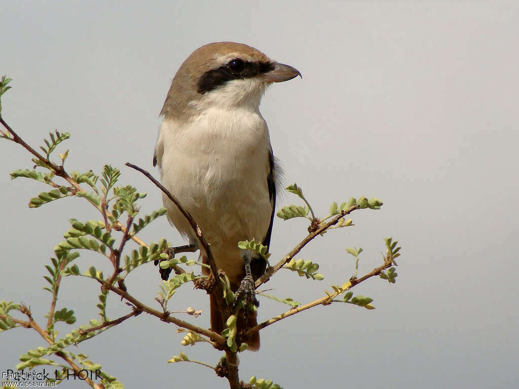 Red-tailed Shrike male adult post breeding, close-up portrait