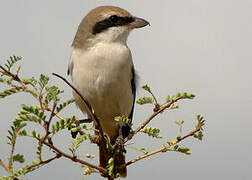 Red-tailed Shrike