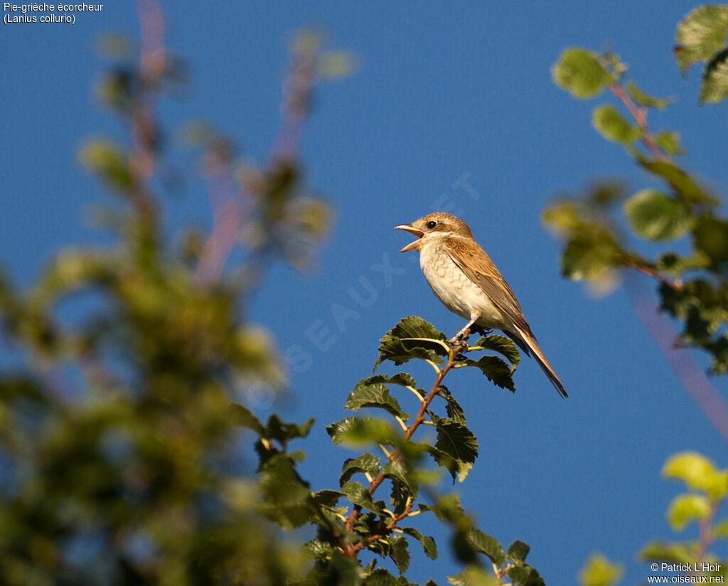 Red-backed Shrike