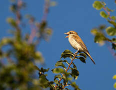 Red-backed Shrike