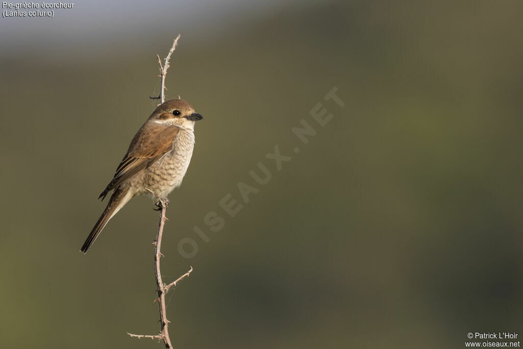 Red-backed Shrike female adult, close-up portrait