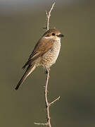 Red-backed Shrike