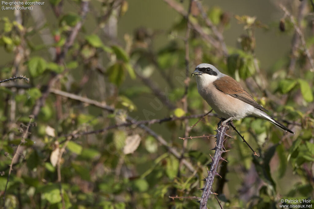 Red-backed Shrike male adult, close-up portrait, eats